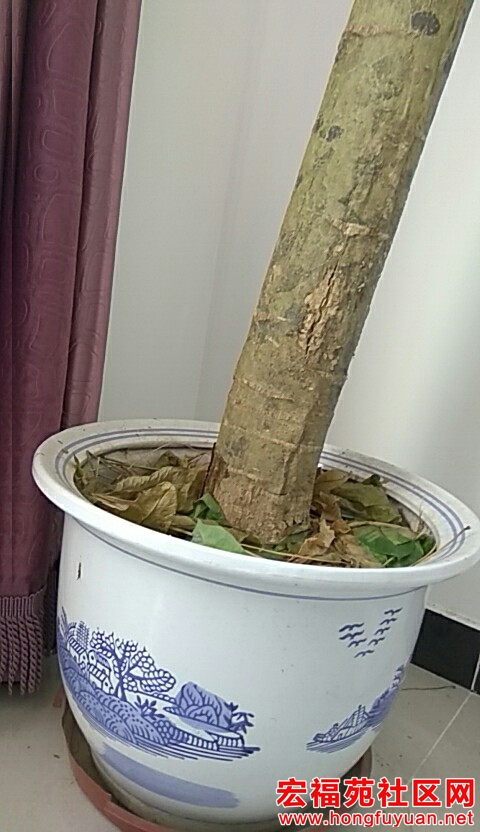 大瓷花盆