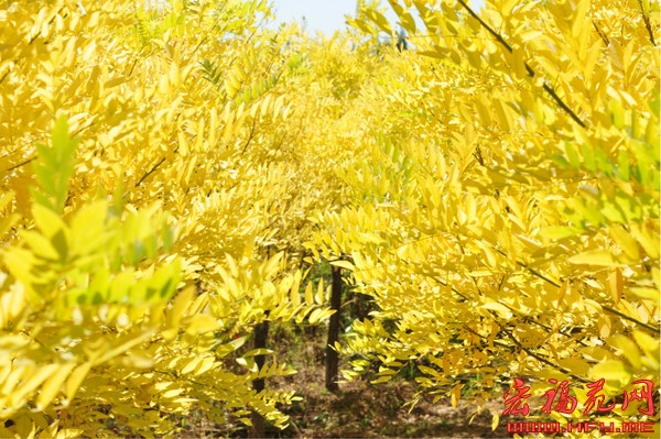 “翠明湖”的缘由和文化
