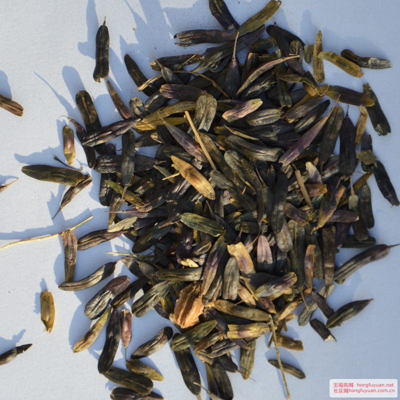 板蓝根.jpg