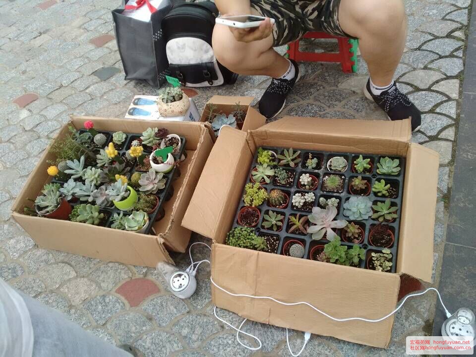 宏福苑网第三期跳蚤市场活动现场图片集