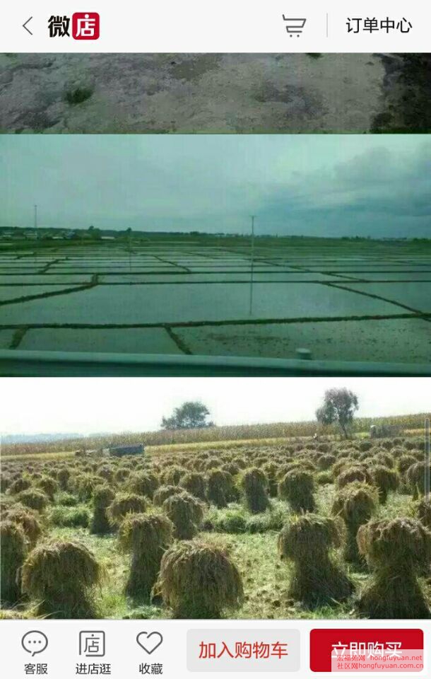水稻的生长环境优美