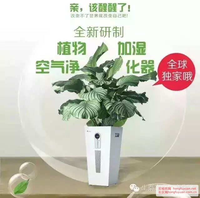 生态宝植物净化器